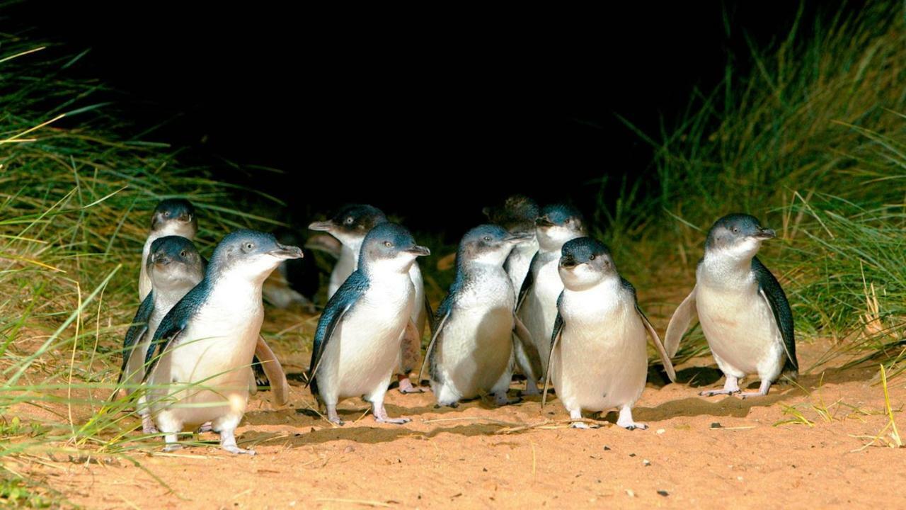 Вилла The Grampian Phillip Island Коув Экстерьер фото